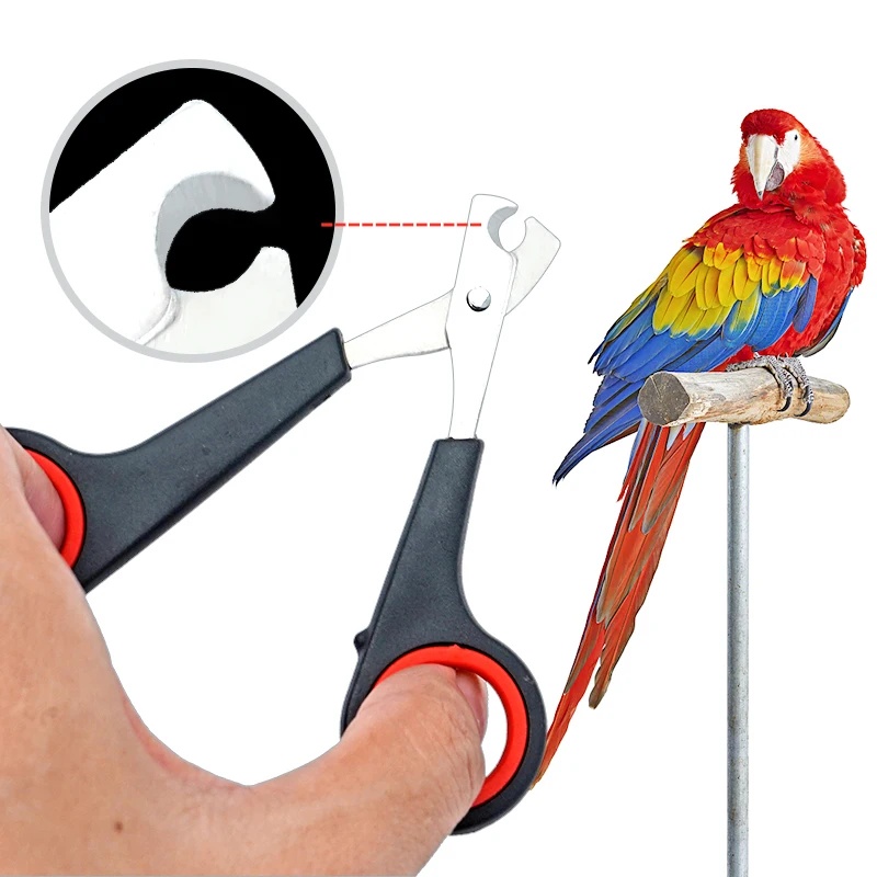 Gunting Kuku Burung Beo 12cm,  - Grooming Scissors ulasan dan harga