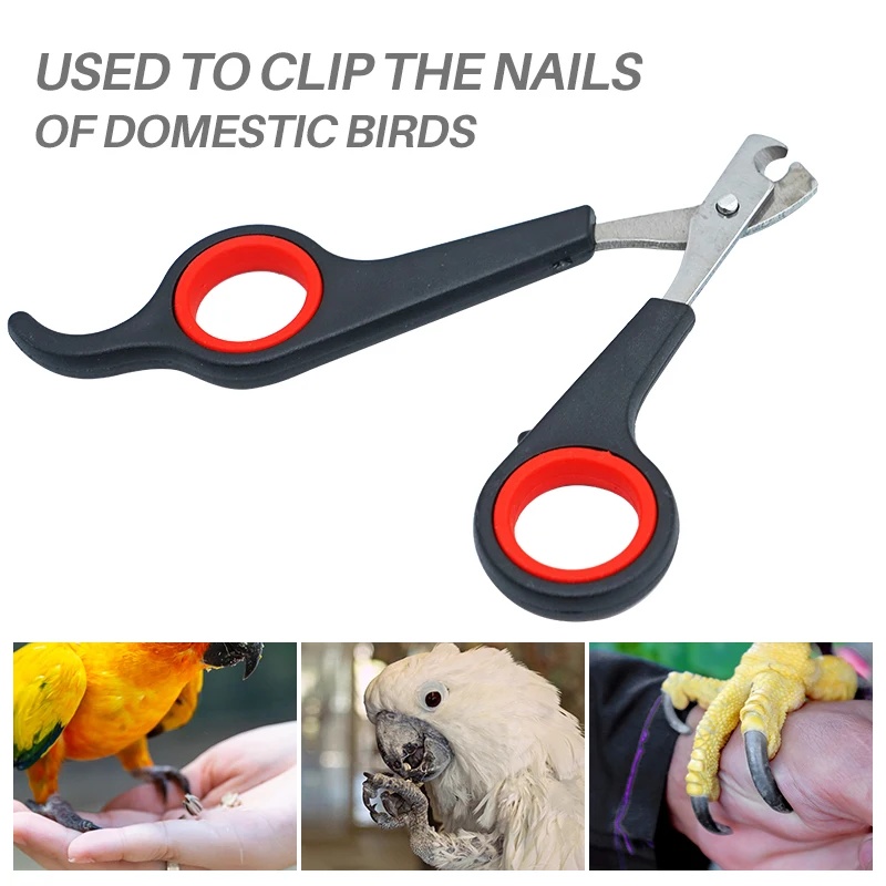 Gunting Kuku Burung Beo 12cm,  - Grooming Scissors ulasan dan harga